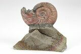 Iridescent, Pyritized Ammonite (Quenstedticeras) Fossil Display #209435-1